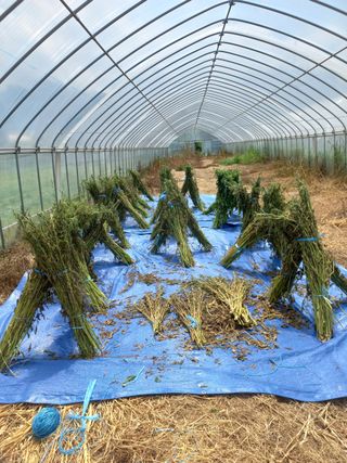 시아님의 참깨 · 영농일지 작성글 사진