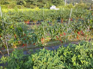 시아님의 참깨 · 영농일지 작성글 사진