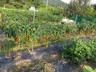시아님의 참깨 · 영농일지 작성글 사진