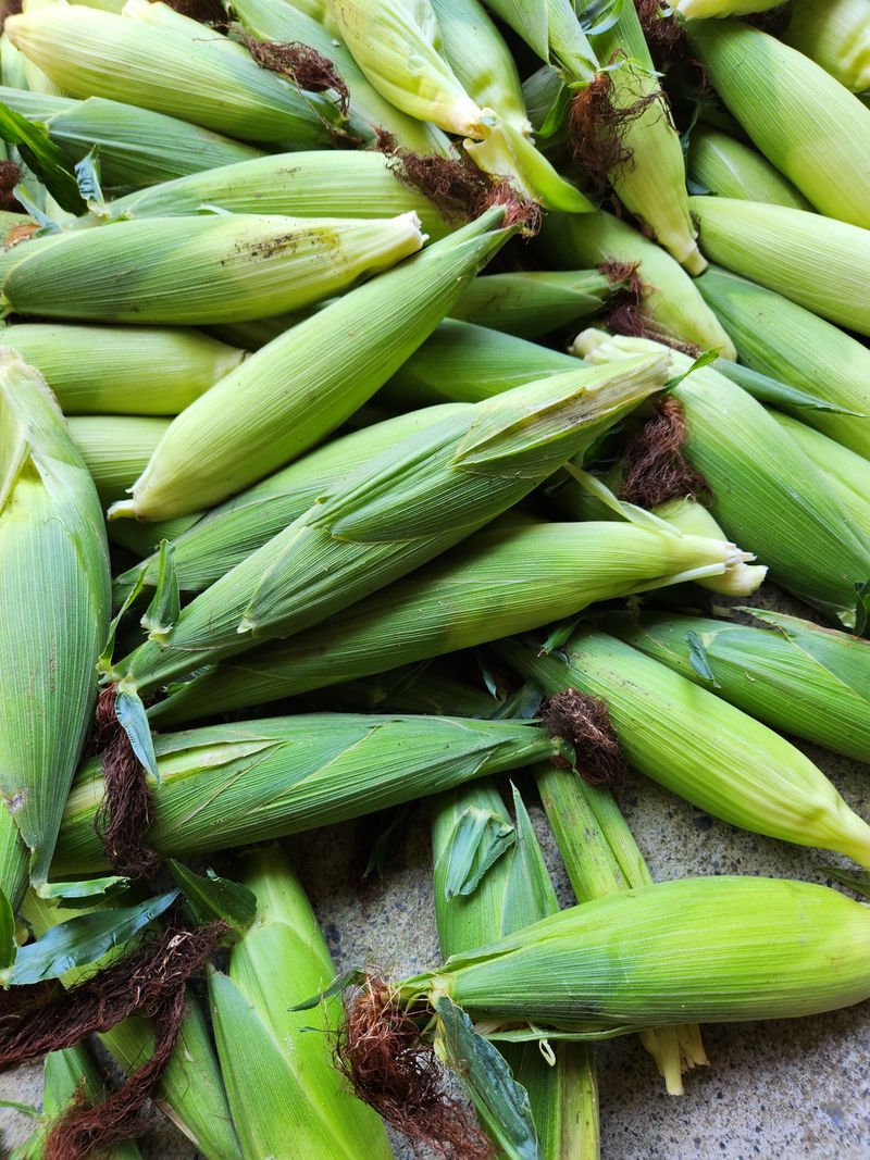 장터 상품 [옥수수 50개 1박스] 썸네일