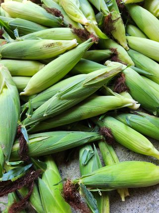 윤미선(농경채인증님의 작성글 사진