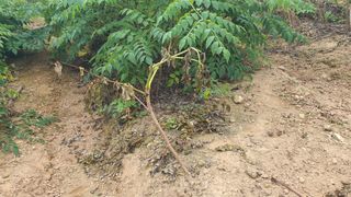 강병준님의 두릅 · 병해충상담 작성글 사진