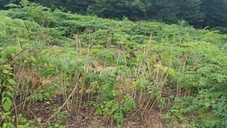 강병준님의 두릅 · 병해충상담 작성글 사진