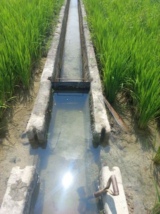 중딩농부정성엽님의 벼 · 영농일지 작성글 사진