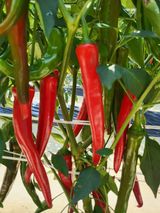 팜모닝 자유주제·자유게시판 게시글 이미지