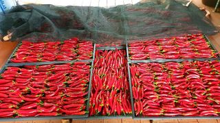 대운이네농원님의 자유주제 · 자유게시판 작성글 사진