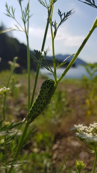대운이네농원님의 자유주제 · 자유게시판 작성글 사진
