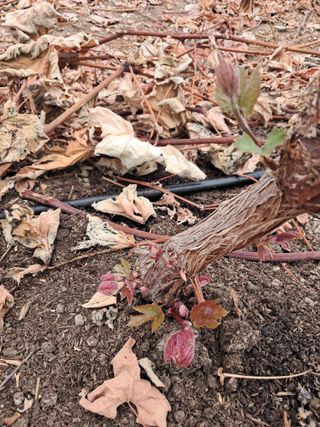 미스농부님의 자유주제 · 자유게시판 작성글 사진