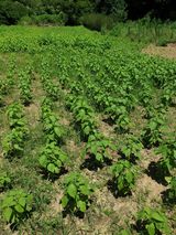 팜모닝 자유주제·자유게시판 게시글 이미지