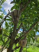 팜모닝 농사, 무엇이든 물어보세요!·참여글 게시글 이미지