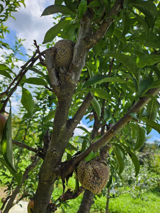 홍소장님의 농사, 무엇이든 물어보세요! · 참여글 작성글 사진