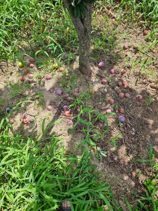 홍소장님의 농사, 무엇이든 물어보세요! · 참여글 작성글 사진