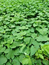 팜모닝 자유주제·자유게시판 게시글 이미지