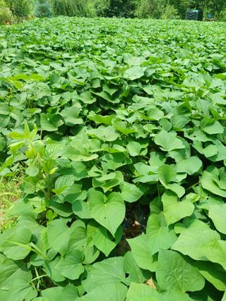 공주카페무릉농원님의 자유주제 · 자유게시판 작성글 사진