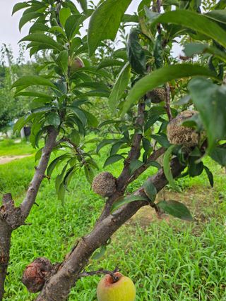홍소장님의 자두 · 병해충상담 작성글 사진