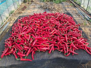 최원규님의 고추 · 영농일지 작성글 사진