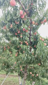 팜모닝 복숭아·영농일지 게시글 이미지