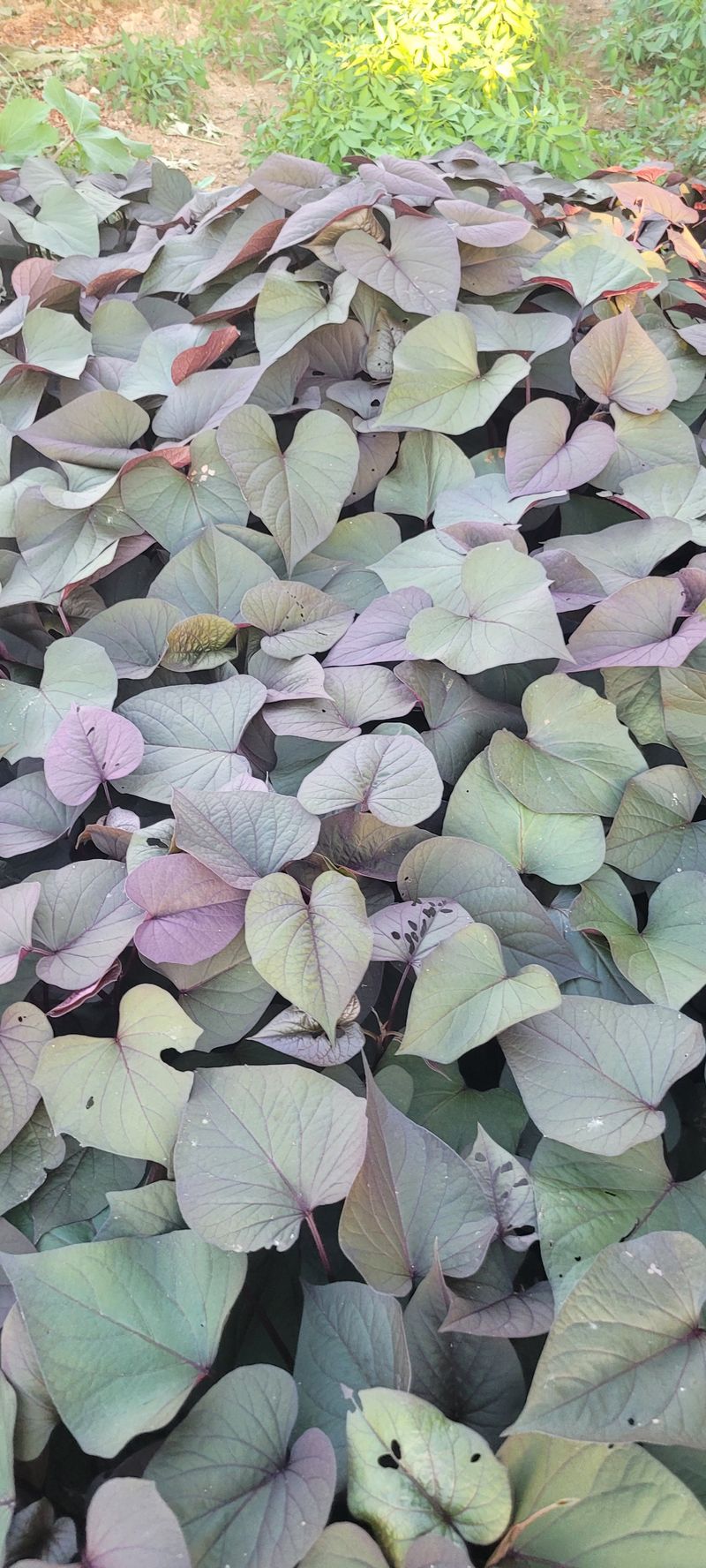 장터 상품 [통채로 고구마줄기 1kg] 썸네일