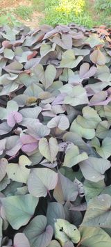 팜모닝 · 게시글 이미지