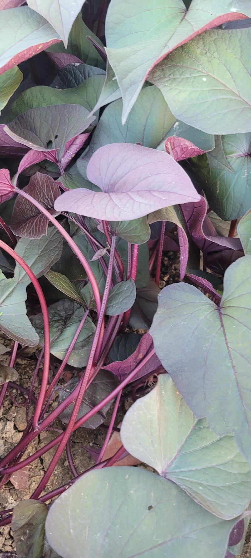 니나노님의 장터 판매 상품 [통채로 고구마줄기 1kg] 첨부 사진