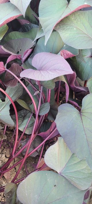 니나노님의 작성글 사진