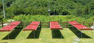 지리산농심님의 고추 · 영농일지 작성글 사진