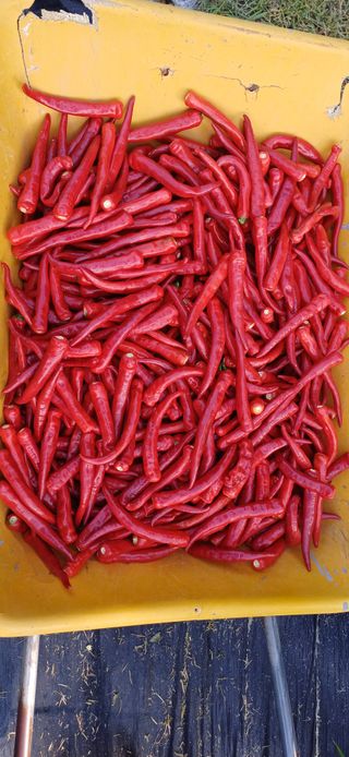 지리산농심님의 고추 · 영농일지 작성글 사진