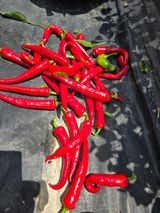 팜모닝 고추·영농일지 게시글 이미지