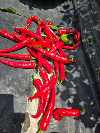 권춘화님의 고추 · 영농일지 작성글 사진