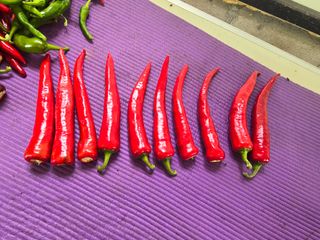 권춘화님의 고추 · 영농일지 작성글 사진