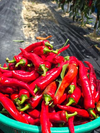 권춘화님의 고추 · 영농일지 작성글 사진