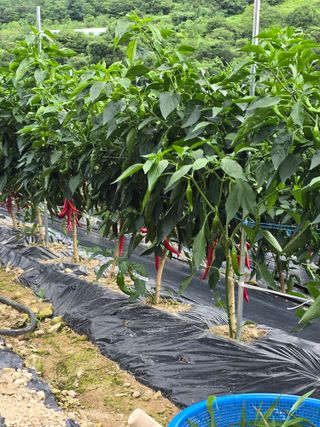 권춘화님의 고추 · 영농일지 작성글 사진