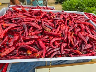 권춘화님의 고추 · 영농일지 작성글 사진