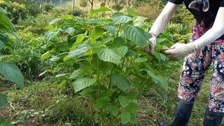 농린이님의 팜모닝 · 출석 작성글 사진