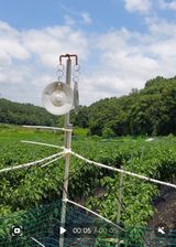 팜모닝 고추·영농일지 게시글 이미지