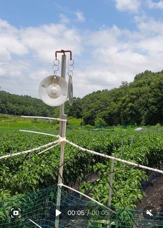 지금은 공돌이님의 고추 · 영농일지 작성글 사진