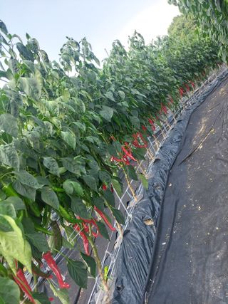 지금은 공돌이님의 고추 · 영농일지 작성글 사진