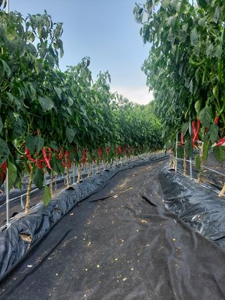 지금은 공돌이님의 고추 · 영농일지 작성글 사진