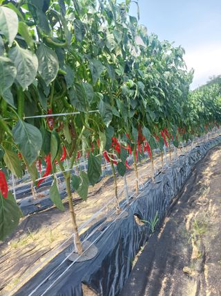 지금은 공돌이님의 고추 · 영농일지 작성글 사진