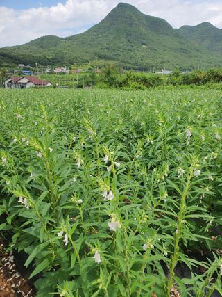 김영복님의 자유주제 · 자유게시판 작성글 사진