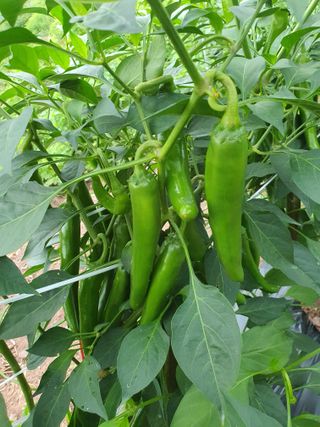 김영복님의 자유주제 · 자유게시판 작성글 사진