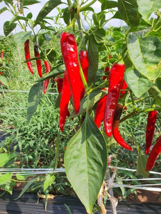 김영복님의 자유주제 · 자유게시판 작성글 사진