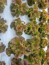 팜모닝 상추·병해충상담 게시글 이미지