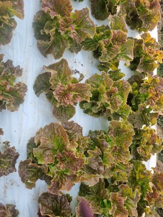 벼6020님의 상추 · 병해충상담 작성글 사진