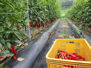 서병열님의 고추 · 일상 작성글 사진