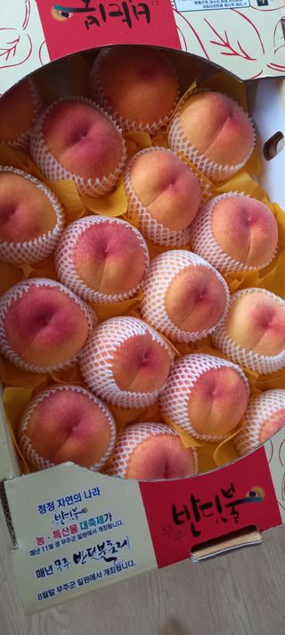 유종수님의 복숭아 · 영농일지 작성글 사진