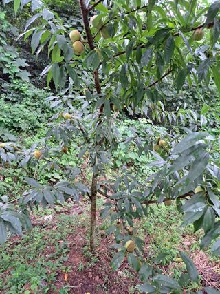 화사농장박토벤님의 자유주제 · 자유게시판 작성글 사진