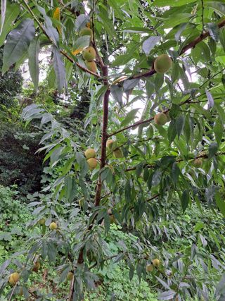 화사농장박토벤님의 복숭아 · 영농일지 작성글 사진