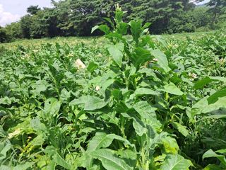 천년의사랑님의 고추 · 영농일지 작성글 사진