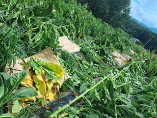 천년의사랑님의 고추 · 영농일지 작성글 사진